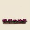 Rangée de fleurs couleur fushia